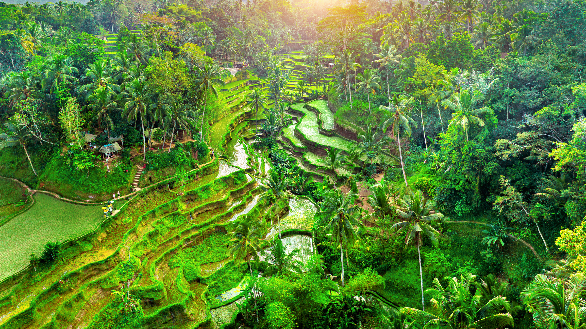 Tegalalang rice terrace in Bali, Indonesia