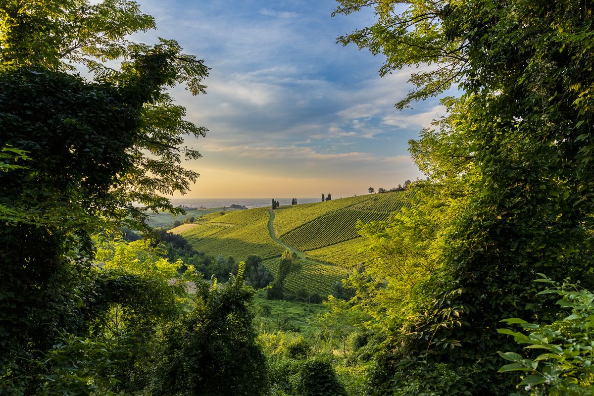 Lush green vineyards stretch across rolling hills under a colorful sky, framed by vibrant trees in a peaceful landscape