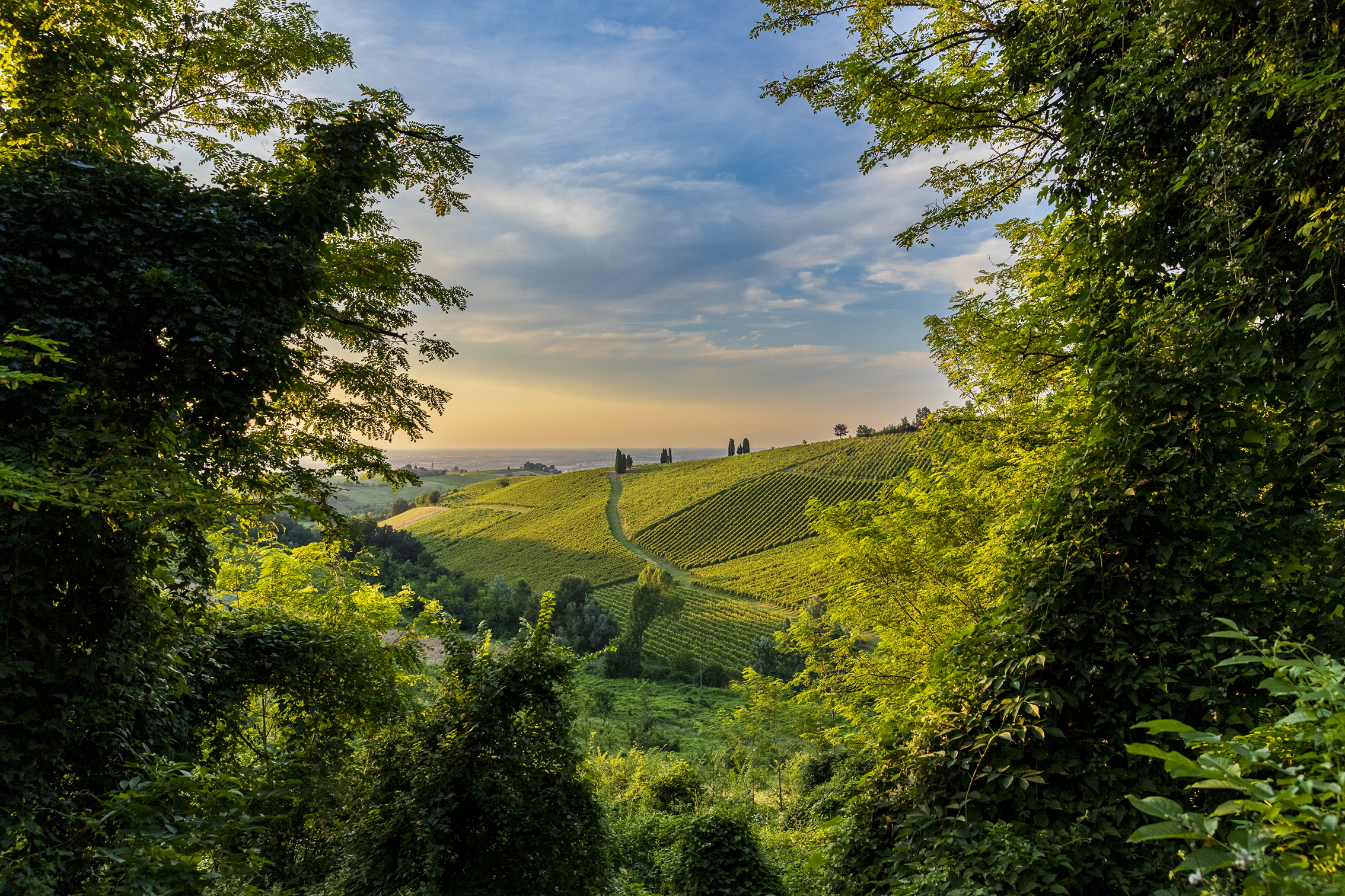 Lush green vineyards stretch across rolling hills under a colorful sky, framed by vibrant trees in a peaceful landscape