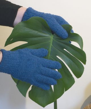 Houseplant dusting gloves