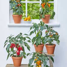 Peppers and tomatoes growing on windowsill