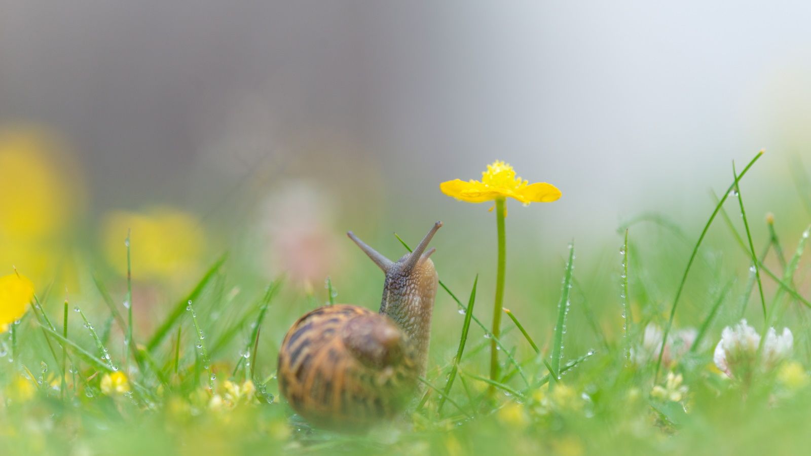Are slugs and snails good for the backyard? We investigate