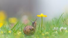 Snail sitting on wet green grass with yellow flower