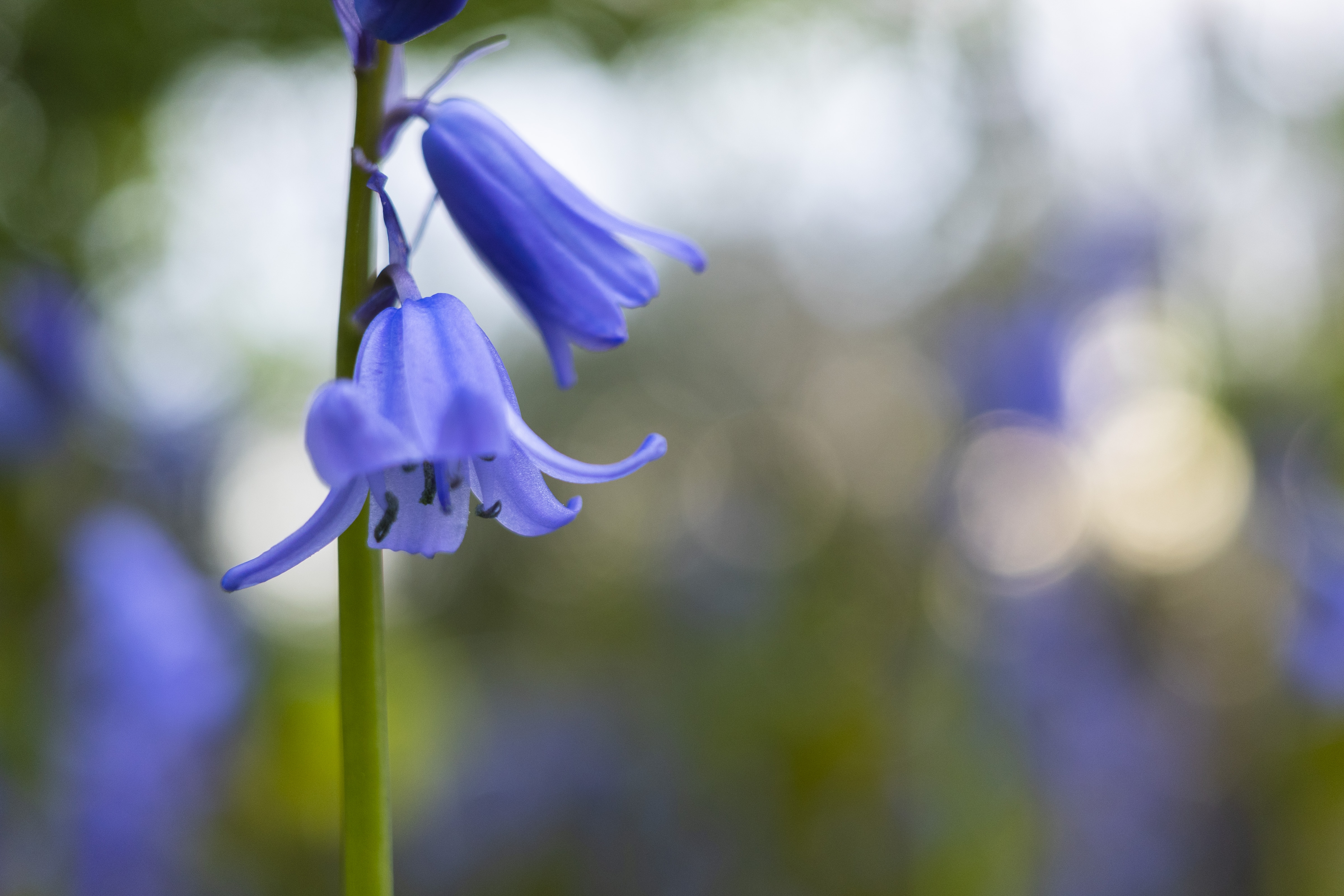 Two bluebells in a forest