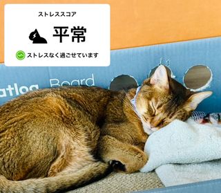 Catlog AI-powered smart collar 
