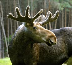 2 Colorado women injured in vicious moose attack