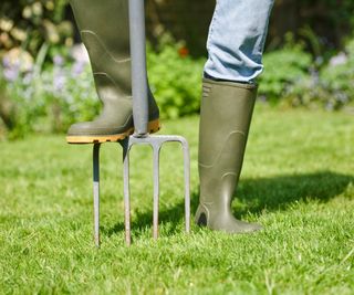 Aerating the garden lawn with a digging fork