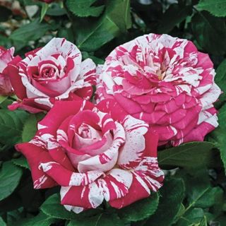 A hybrid tea rose