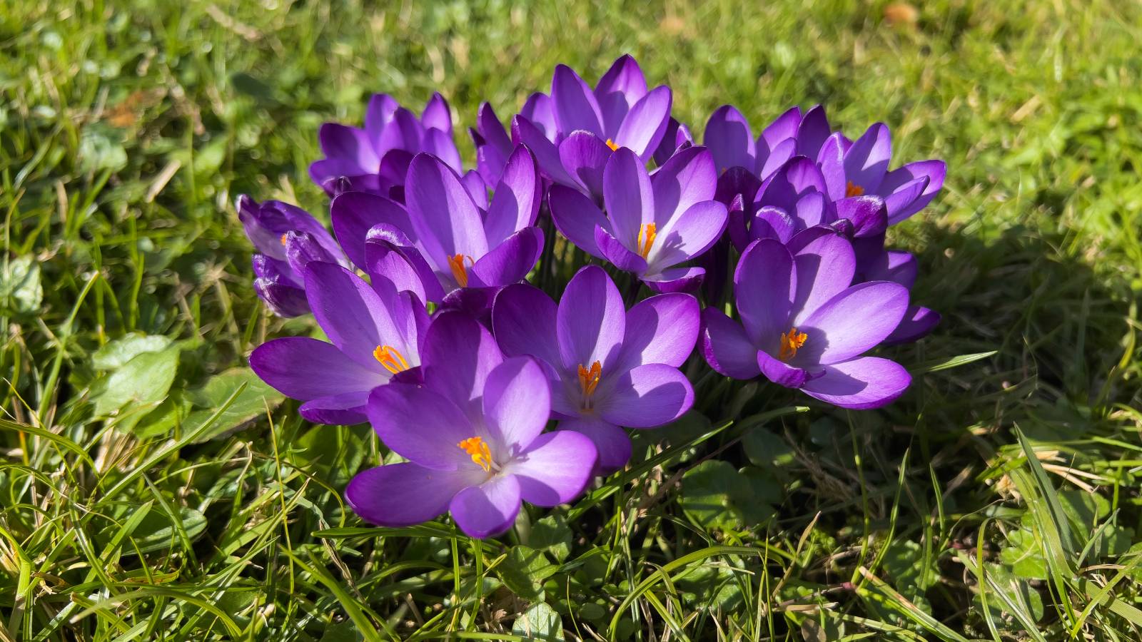 A clump of purple crocuses blooming in the grass
