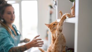 Cat knocking things off shelf