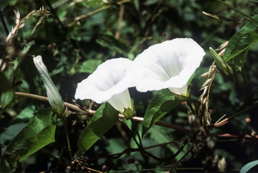 How to get rid of bindweed — and stop it coming back Homebuilding