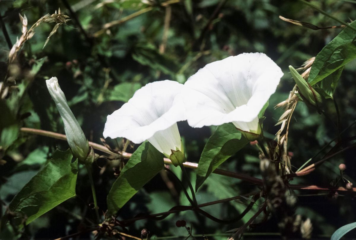 How To Get Rid Of Bindweed — And Stop It Coming Back Homebuilding