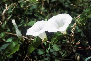 White trumpet flower of bindweed