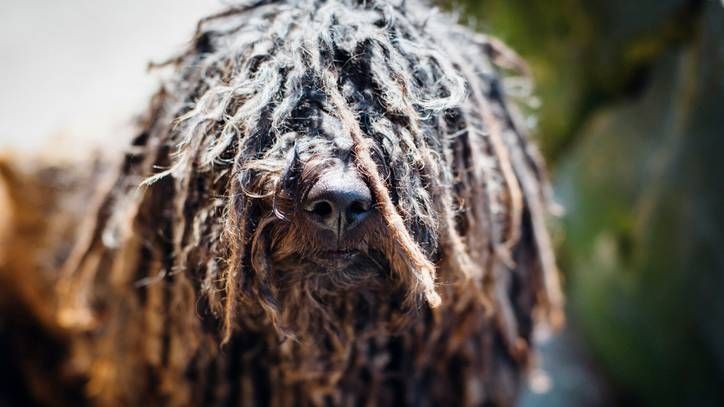 unusual dog breeds puli