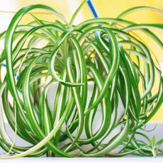 Close up of a potted spider plant
