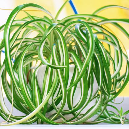 Close up of a potted spider plant