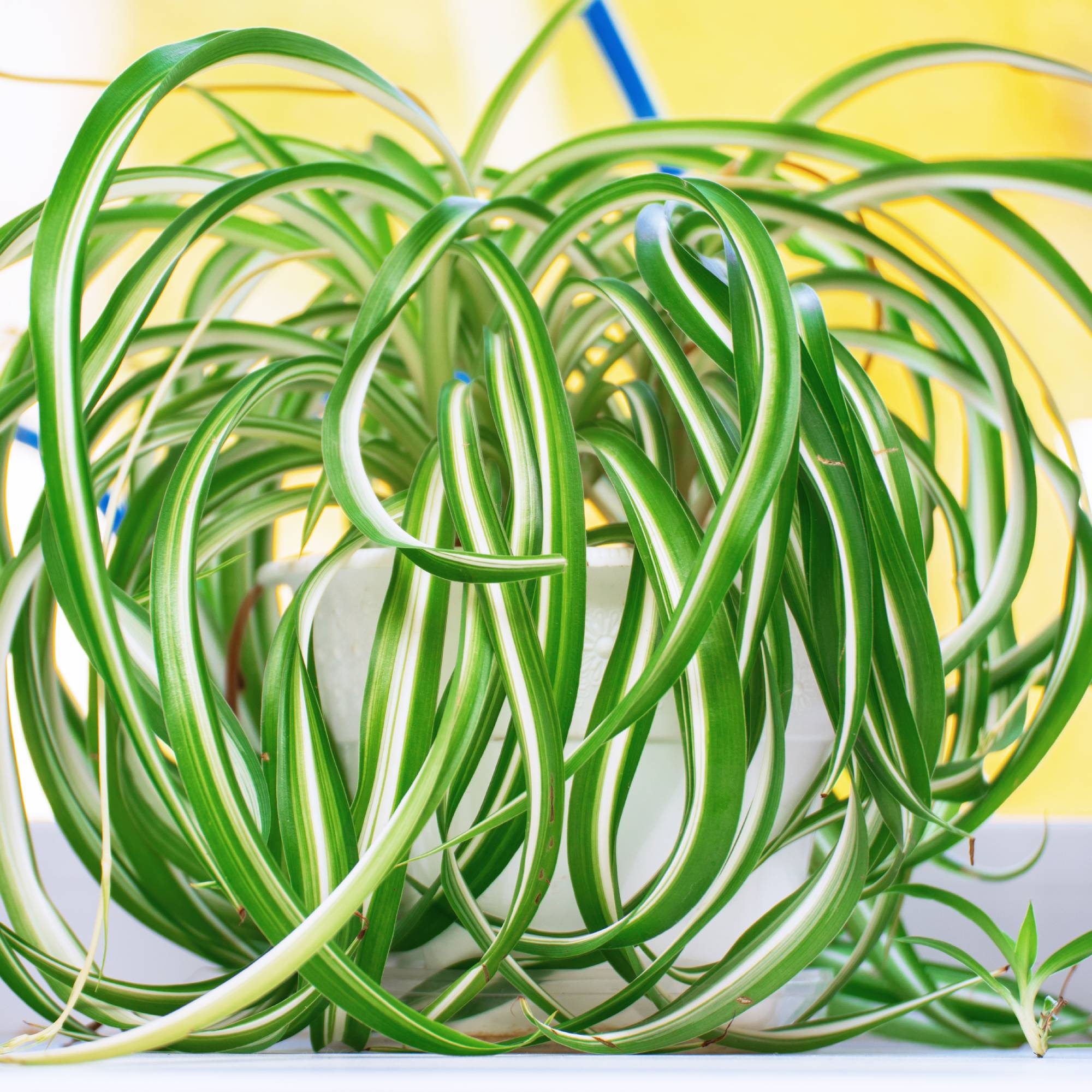 Close up of a potted spider plant