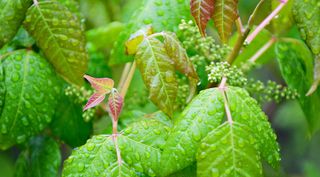 how to get rid of poison ivy: close-up of leaves in rain