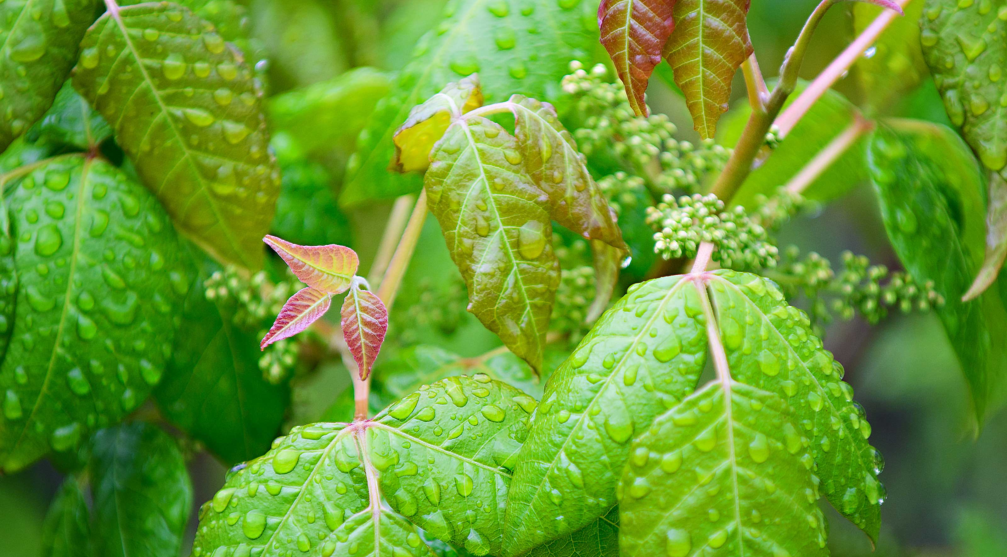 How to get rid of poison ivy: remove this weed for a safer garden ...