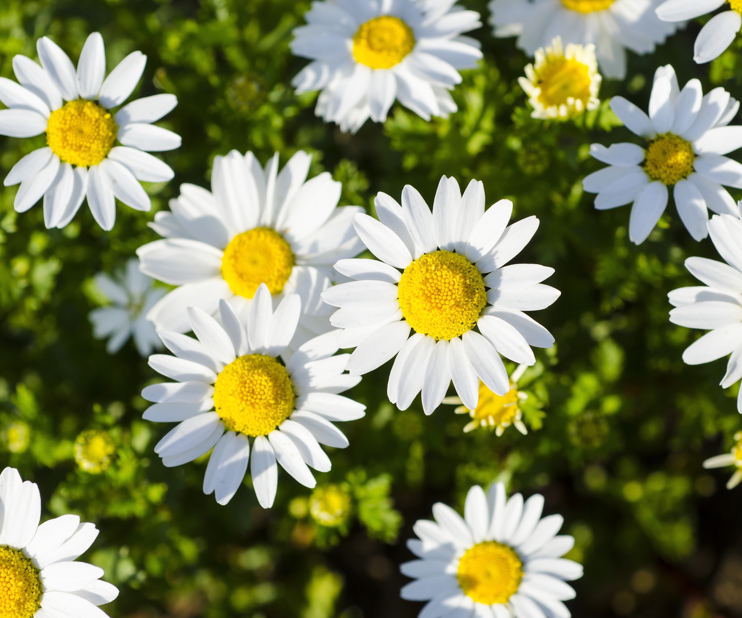 Shasta daisies in bloom
