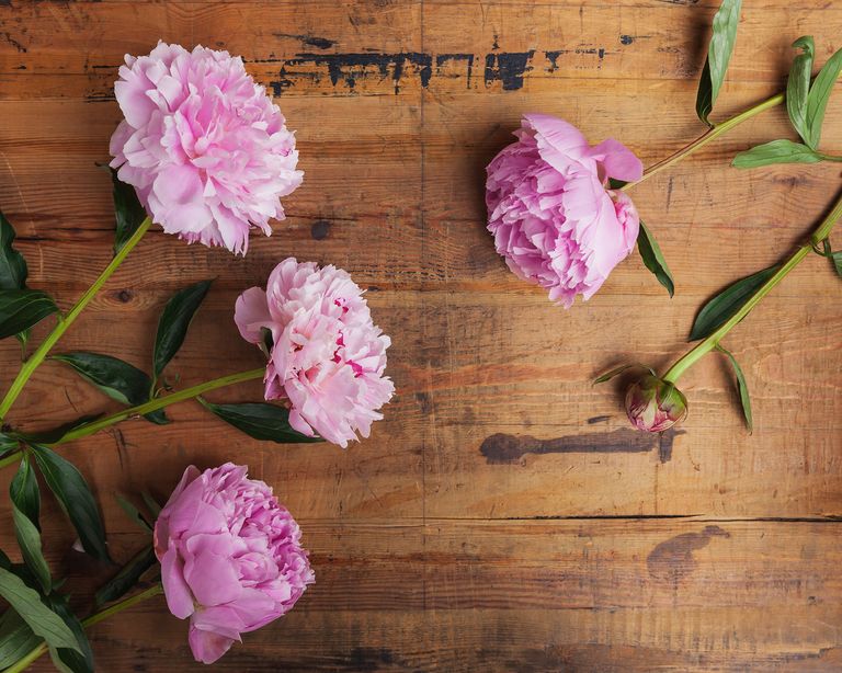 Peonies care everything you need to know Livingetc