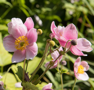 Outsidepride Anemone Pink flower seeds