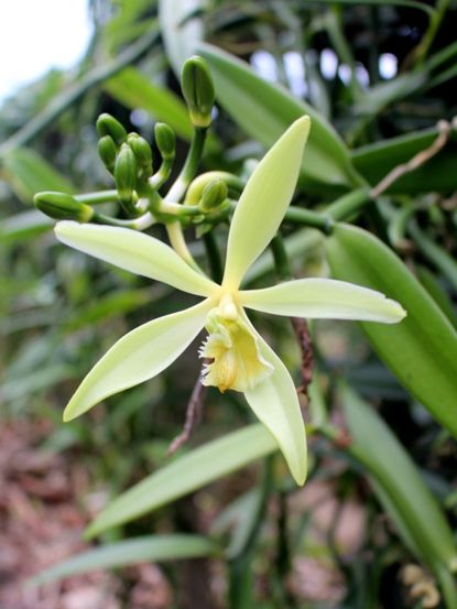 Vanilla Orchid Plant