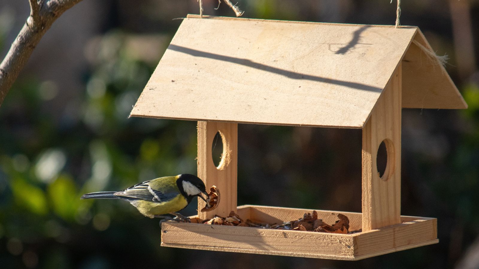 Bird perching on wooden house-shaped bird feeder