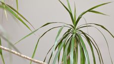 Close up of dragon tree narrow leaves against grey background