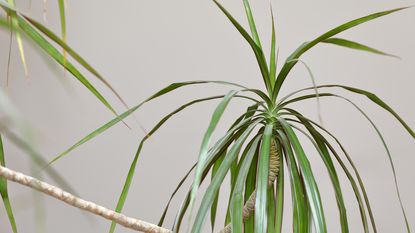 Close up of dragon tree narrow leaves against grey background
