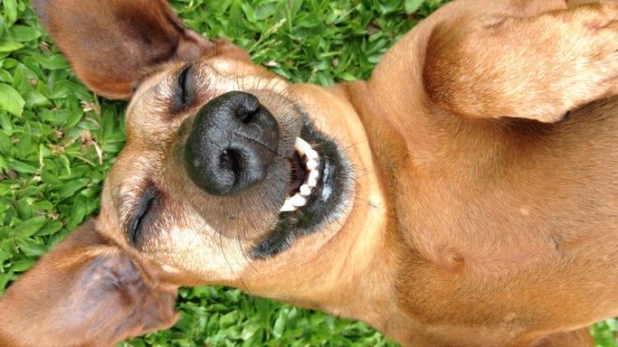 Can dogs laugh? How to know if your dog is having fun | PetsRadar