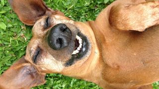 A close of a smiling dog lying on his back on grass