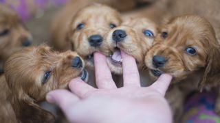 Four spaniel puppies chewing fingers