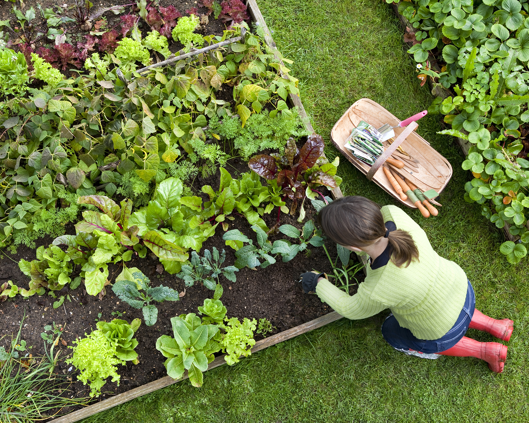 Gardener kneeling next to raised bed planted with salad crops