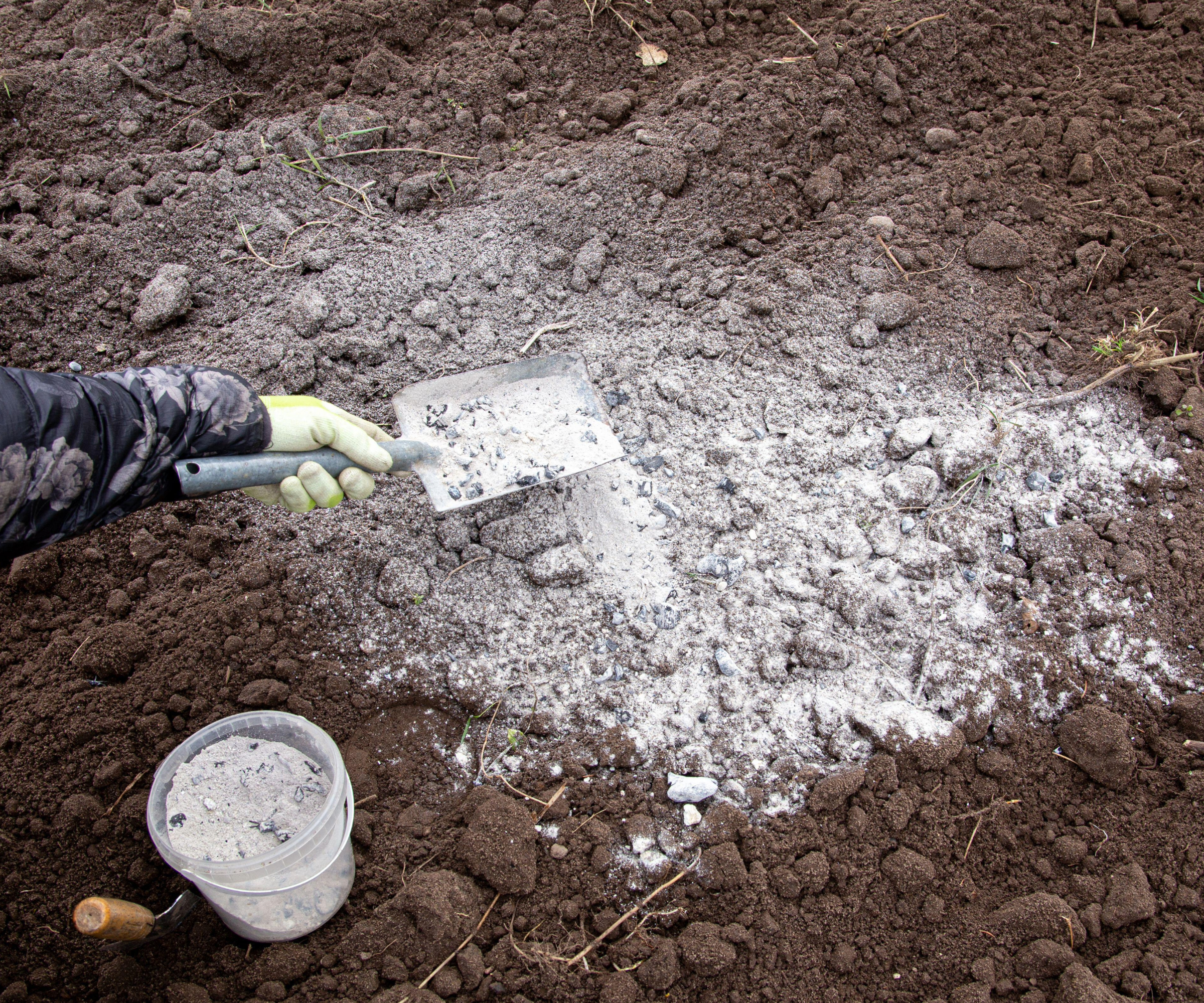 Hand sprinkling wood ash on compost