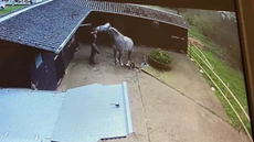 farrier.png