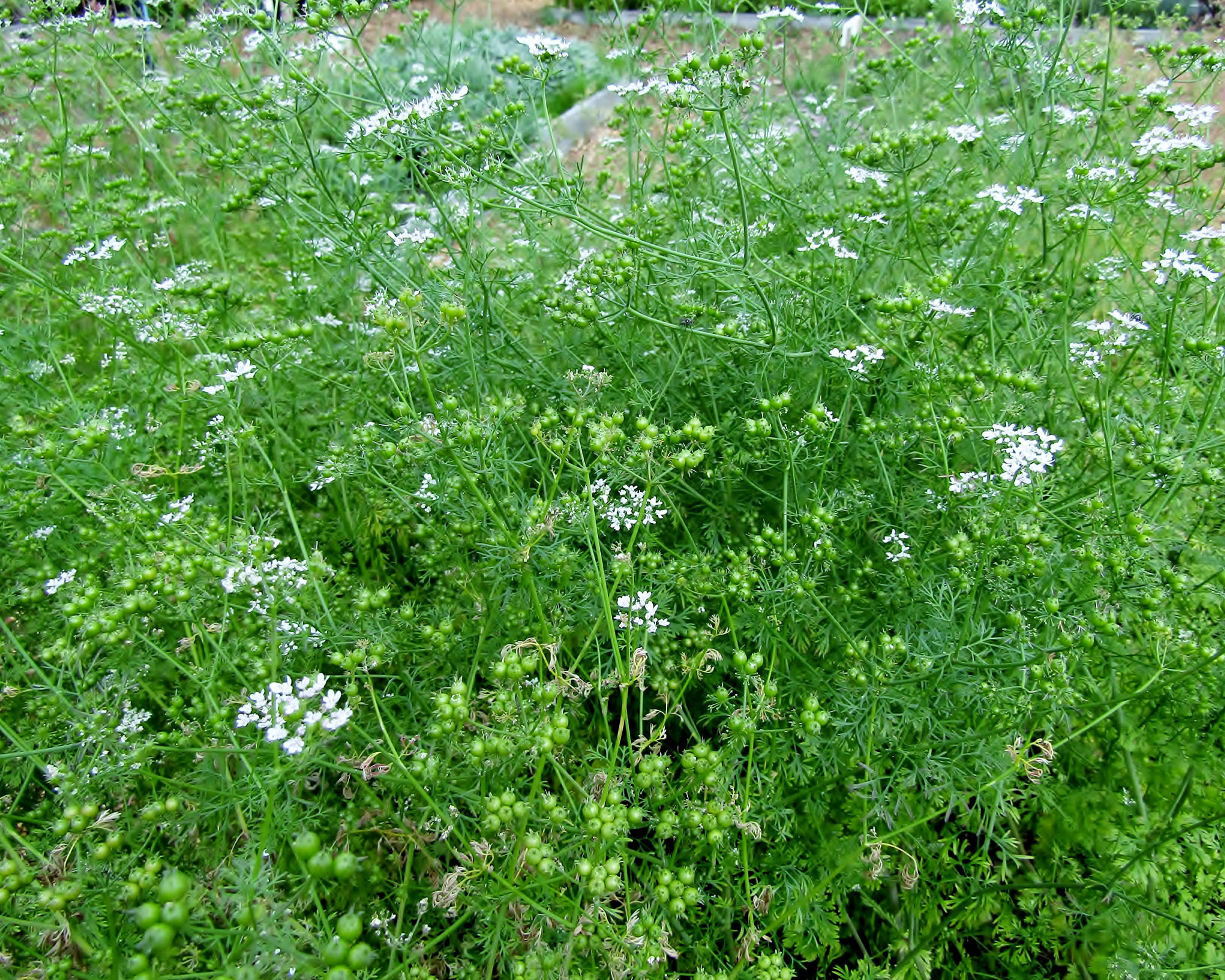 Flowering and bolting cilantro or coriander plants in garden bed