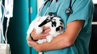 Rabbit at vet