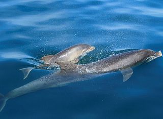 British Wildlife Spotting: Bottlenose dolphins