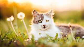 Grey and white cat sat outside at sunset on grass beside daffodils