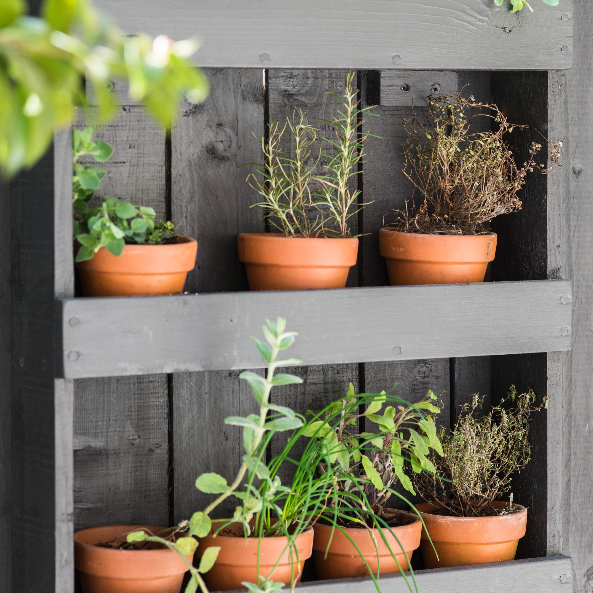Herbs in terracotta plant pots on wooden garden shelves