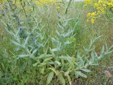 woad harvest