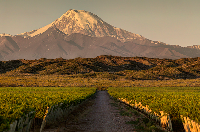 Cruz-del-Alto-vineyard.png