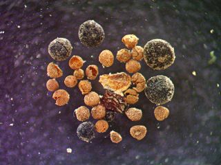 Willow bud scale, arctic poppy seed, fungal bodies, and rock spikemoss megaspores in sample.