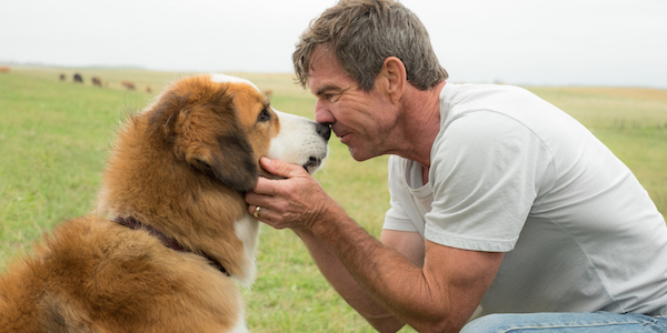 A Dog&#039;s Purpose