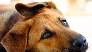 Dog with ear flopping over its head