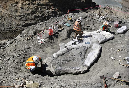 A whale fossil discovered in Scotts Valley.