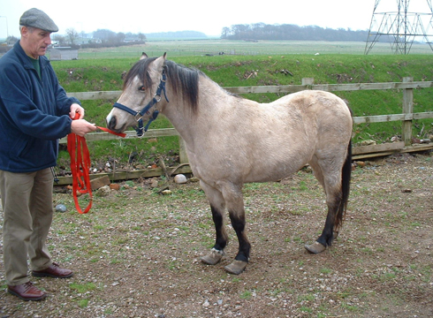 Rosie arrival 1 - credit World Horse Welfare
