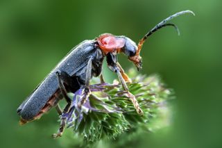 GuruShots - Moments in Macro