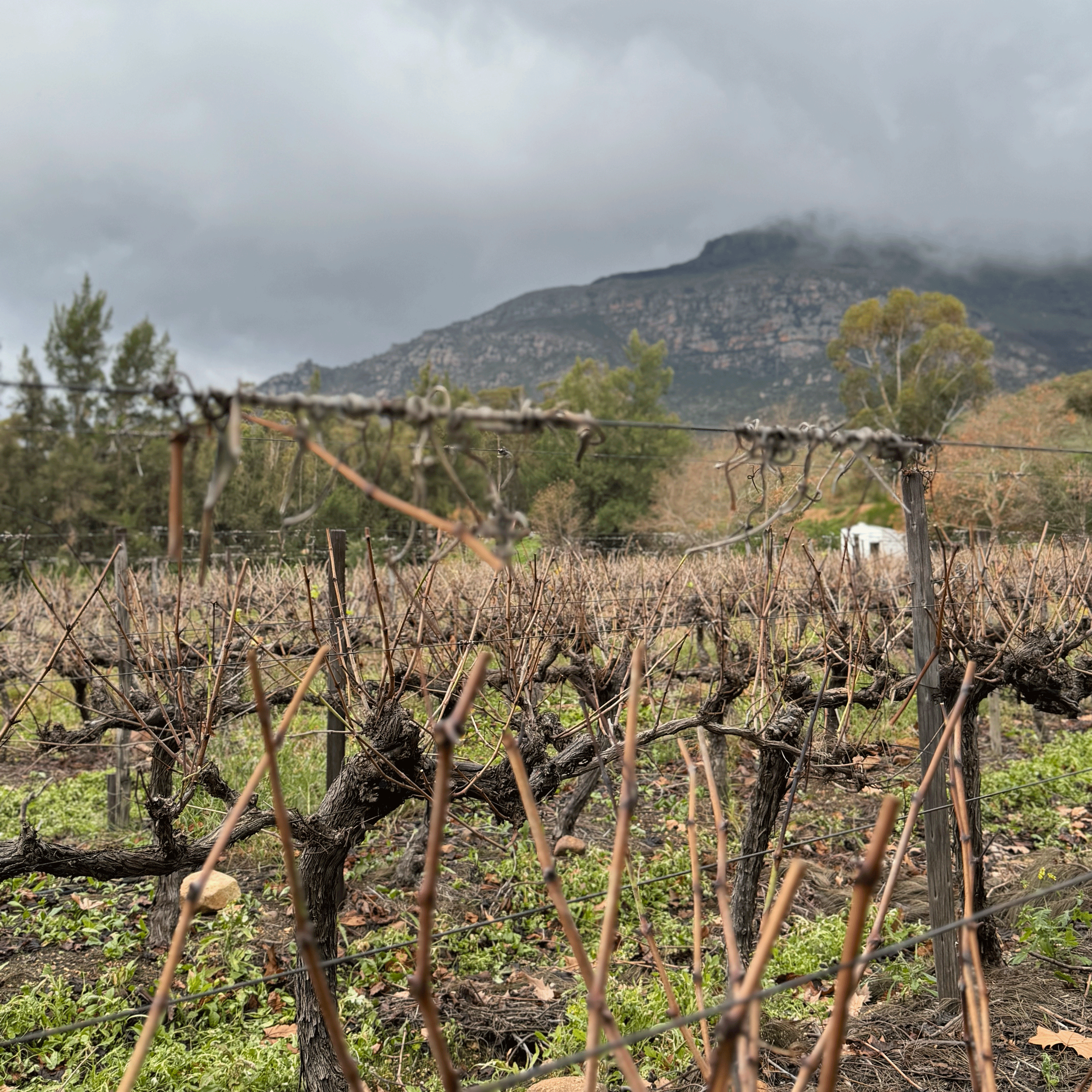 Schenkfontein vineyards Swartland
